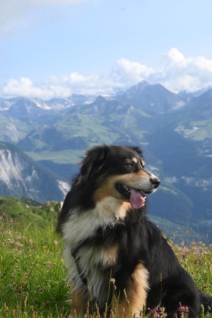Pao Des Bergers Aux Yeux De Ciel