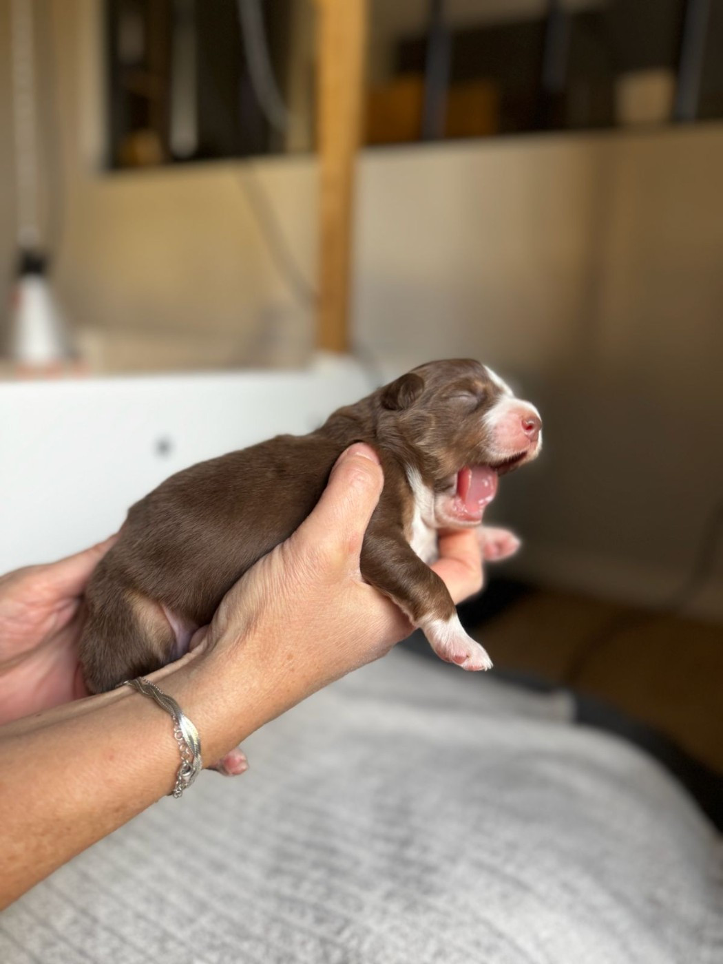 CHIOT 3 - Berger Australien