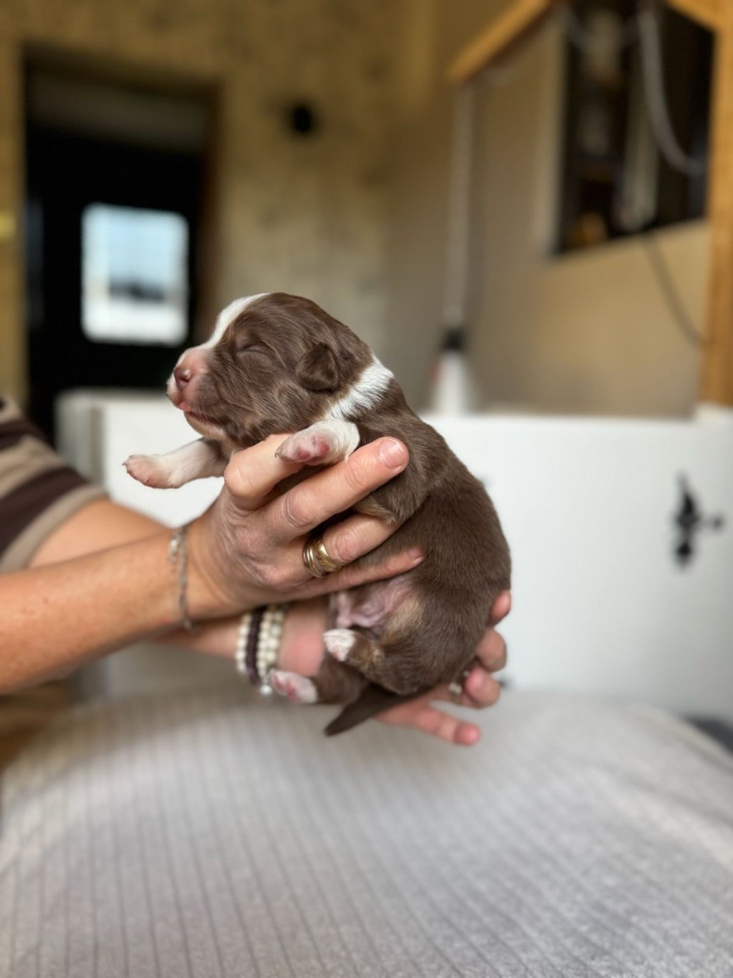 CHIOT 4 - Berger Australien