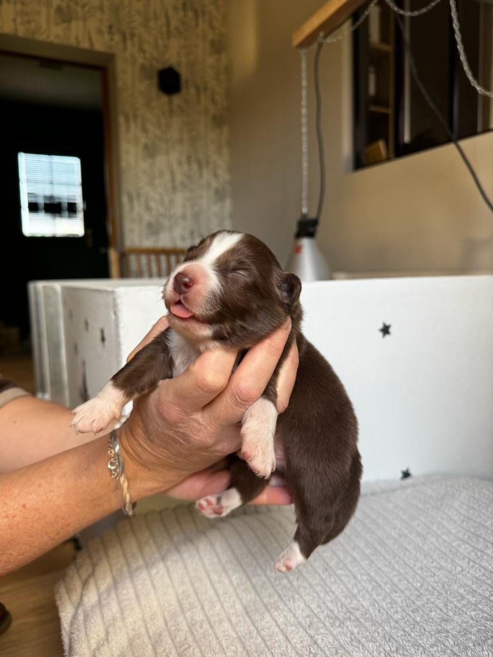 CHIOT 6 - Berger Australien