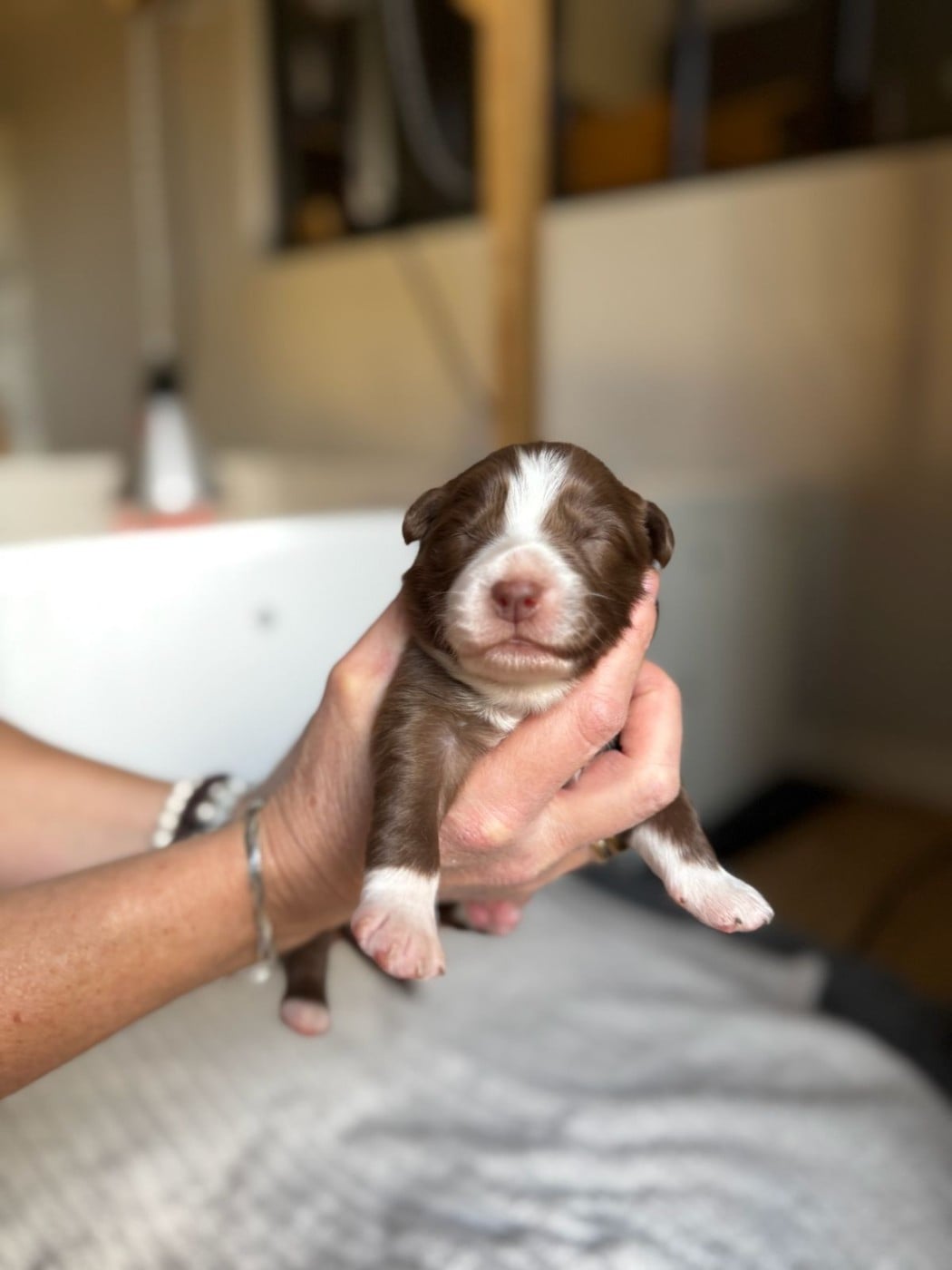 CHIOT 7 - Berger Australien