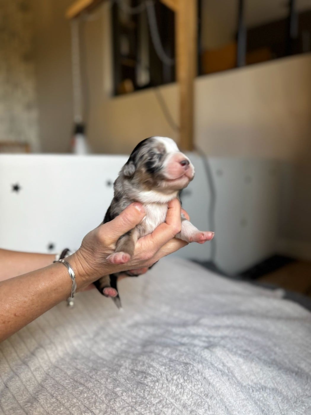 CHIOT 5 - Berger Australien