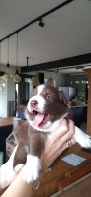 Les chiots de Berger Australien