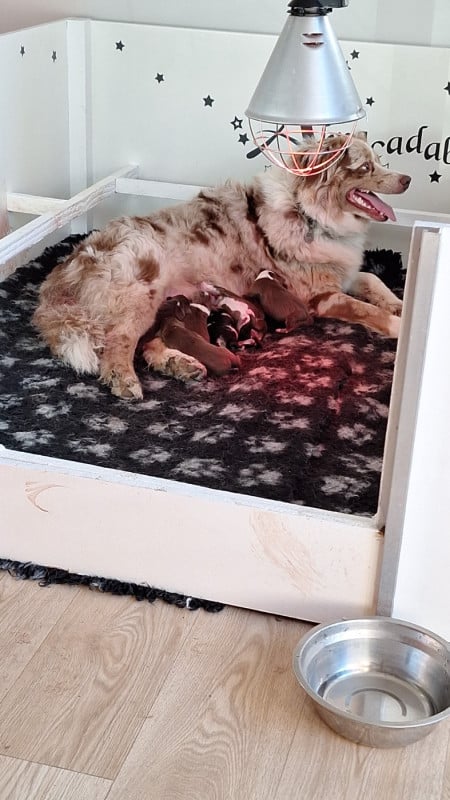 Berger Australien - Du Charme De Bonnance