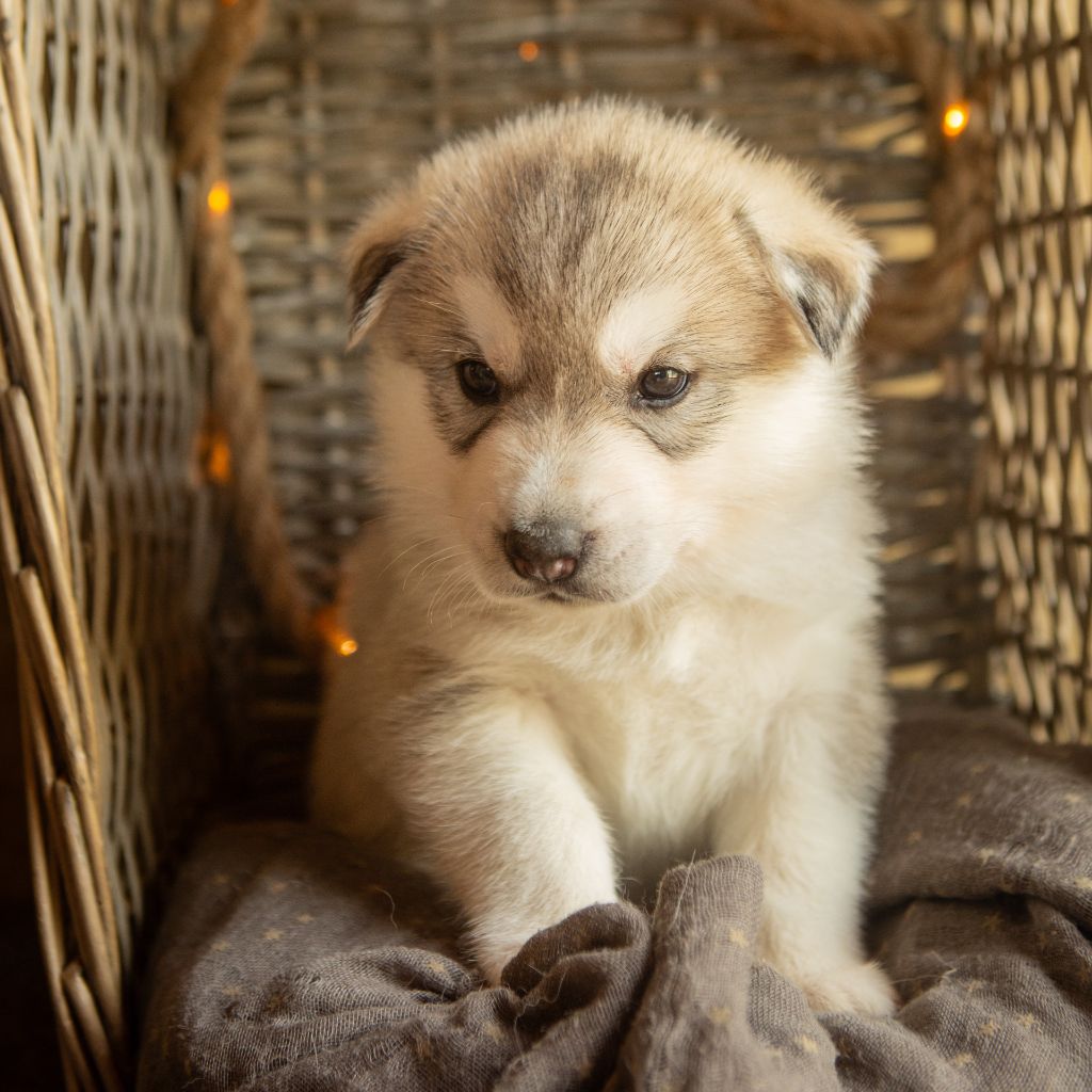Chiot Siberian Husky Utah de La Meute à Mell