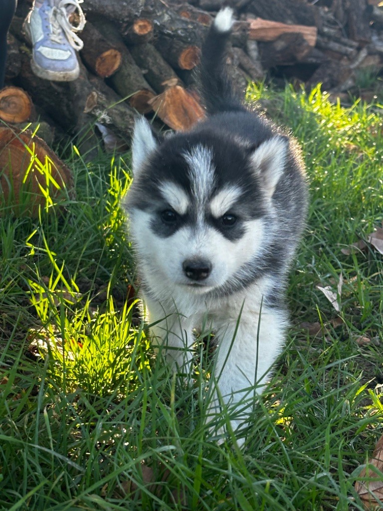 Chiot Siberian Husky Femelle 4 Du Domaine Des Aubagnans