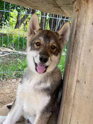 Les chiots de Siberian Husky