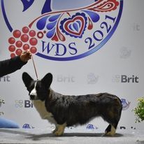 Kingrock Samba - 3eme place au championnat