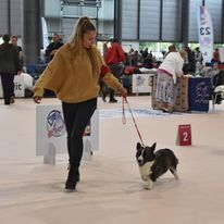 Kingrock Samba - CACIB CACS BOS