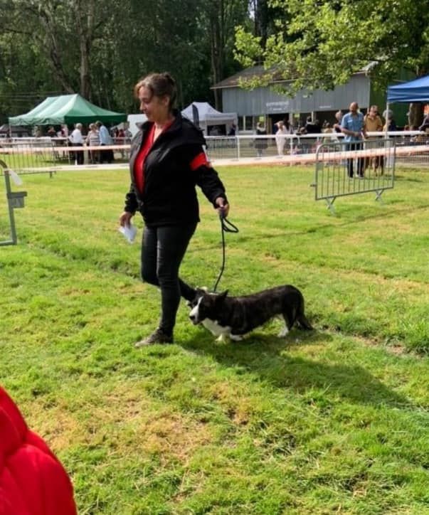 Kingrock Samba - 1 EXCELLENT