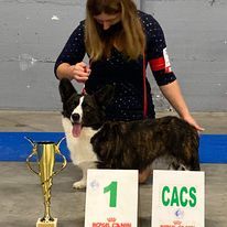 Kingrock Samba - 1 EXCELLENT CACS MEILLEUR DE RACE