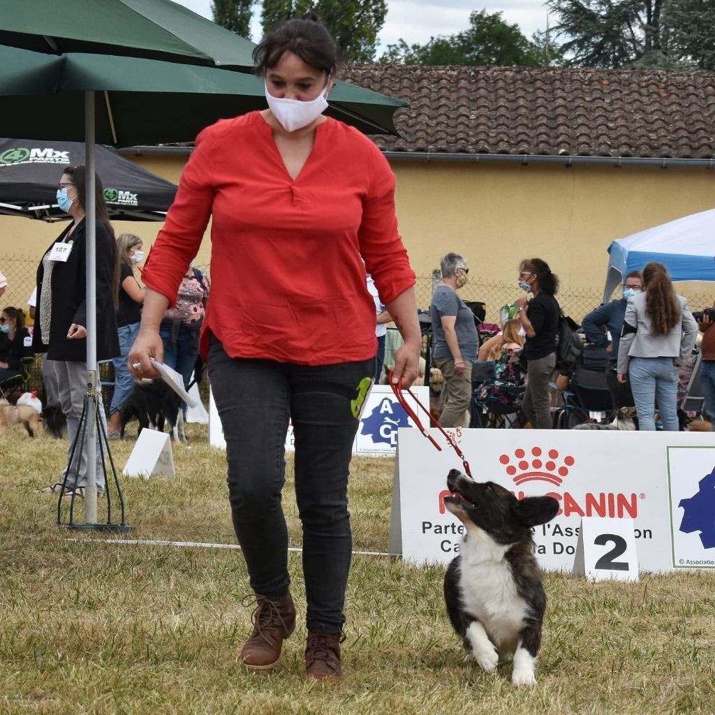 Kingrock Samba - Cacs Bos