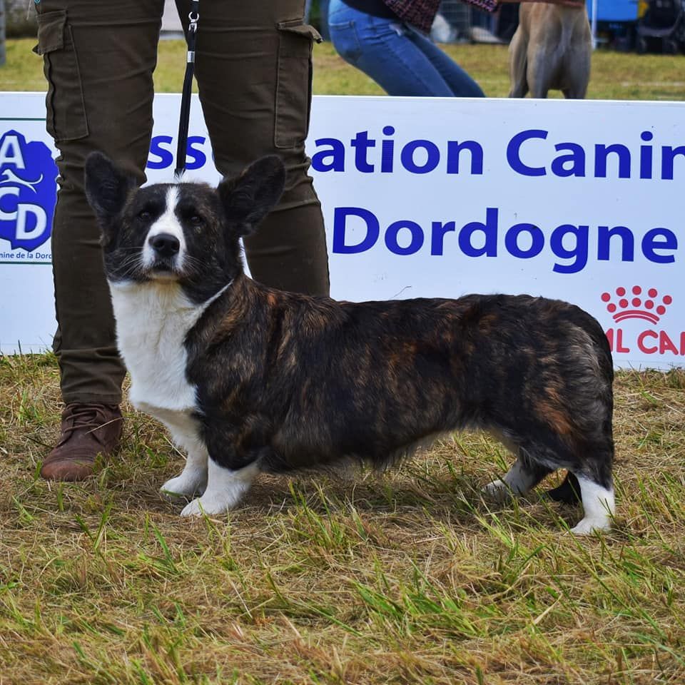 Kingrock Samba - 1 EXCELLENT CACS