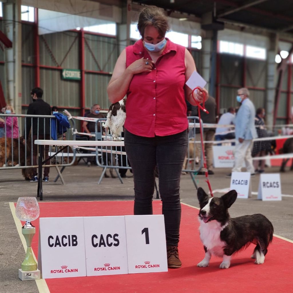 Kingrock Samba - 1 EXCELLENT CACIB CACS MEILLEUR DE RACE