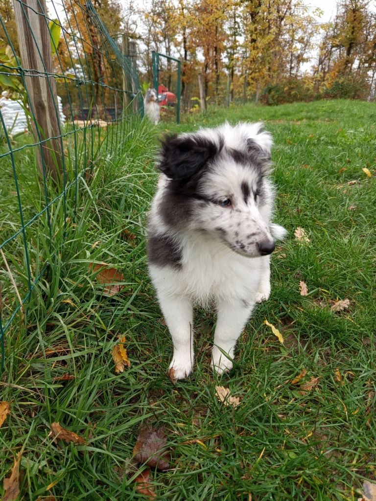 Ava Estrella des Ecuries des Shelties de Zahrat