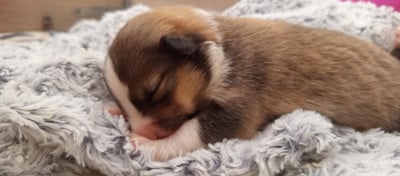 Shetland Sheepdog