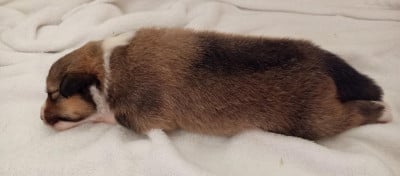 Femelle 2 collier fin trait G - Shetland Sheepdog