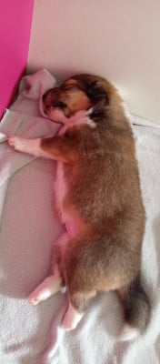Femelle 3 collier trait D - Shetland Sheepdog