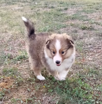 Les chiots de Shetland Sheepdog