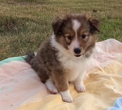 Les chiots de Shetland Sheepdog