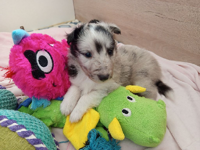 Les chiots de Shetland Sheepdog