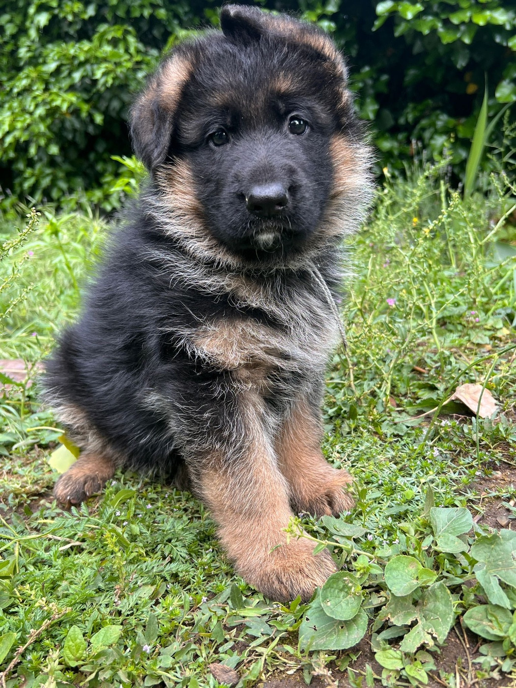 Baloo - Berger Allemand