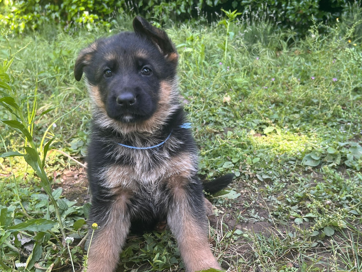 Bowser - Berger Allemand