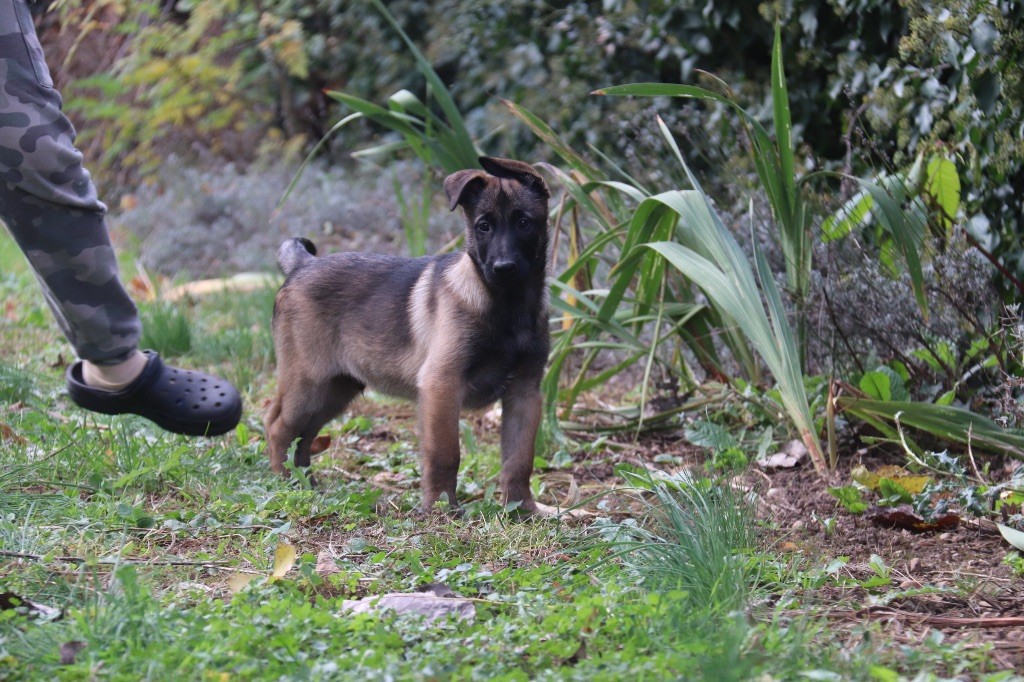 Berger Belge - Du Binôme Parfait
