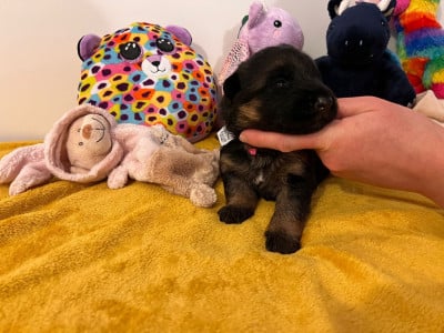 Les chiots de Berger Allemand