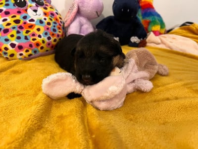 Les chiots de Berger Allemand