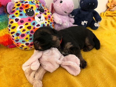 Les chiots de Berger Allemand