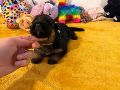 Les chiots de Berger Allemand