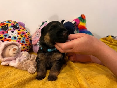 Les chiots de Berger Allemand