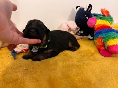 Les chiots de Berger Allemand