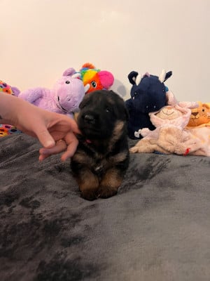 Les chiots de Berger Allemand