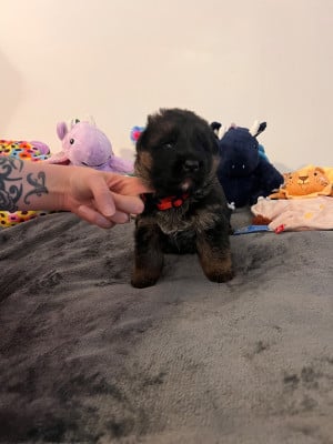 Les chiots de Berger Allemand