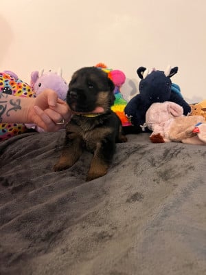 Les chiots de Berger Allemand