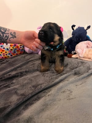 Les chiots de Berger Allemand