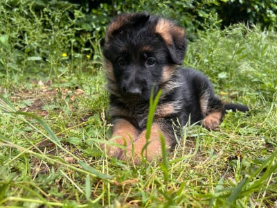 Les chiots de Berger Allemand