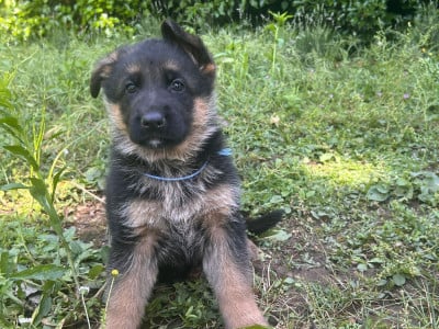 Les chiots de Berger Allemand