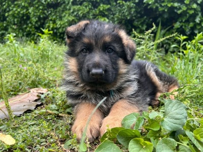 Les chiots de Berger Allemand