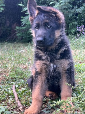 Les chiots de Berger Allemand