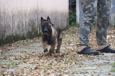 Les chiots de Berger Belge