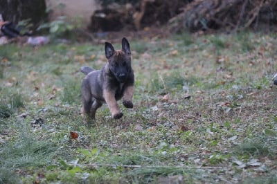 Les chiots de Berger Belge