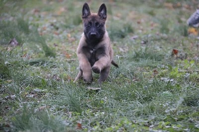 Les chiots de Berger Belge