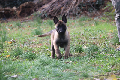 Les chiots de Berger Belge