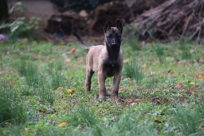 Les chiots de Berger Belge