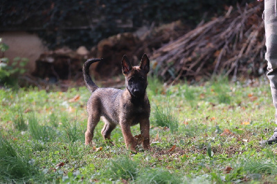 Les chiots de Berger Belge
