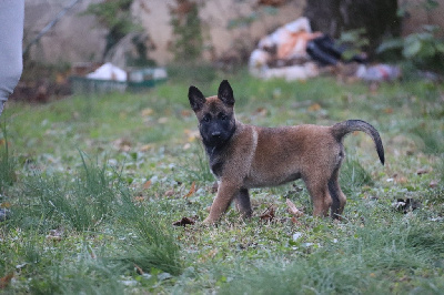 Les chiots de Berger Belge