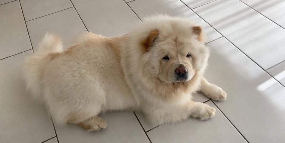 Perle du Kiang Ti-Ho